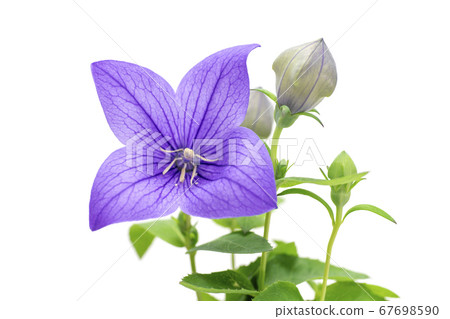 桔梗花 67698590