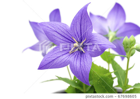 桔梗花 桔梗花 67698605