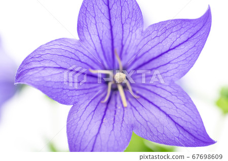 桔梗花 67698609