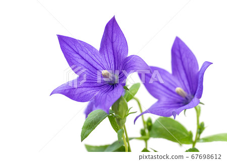 桔梗花 67698612
