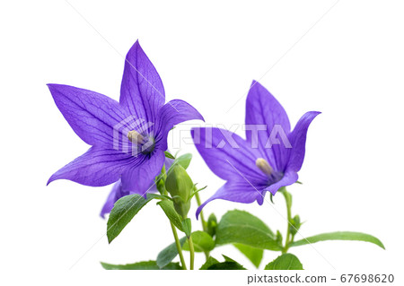 Kikyo flower Kikyo flower 67698620