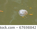 Environmental pollution, Plastic bag water  67698842