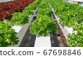 Young and fresh vegetable green and red color  67698846