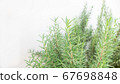 Fresh Rosemary Herb on white baxkground 67698848