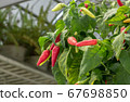 Close up growing chili peppers. 67698850