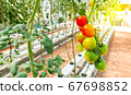 Fresh tomato on tree, organic farm 67698852