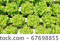 Top view, Young and fresh vegetable green and red 67698855