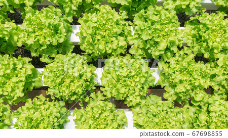 Top view, Young and fresh vegetable green and red 67698855