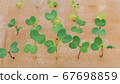 growing vegetable  in hydroponic system 67698859