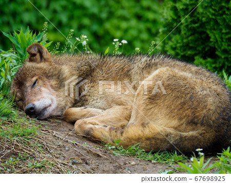 森林狼睡覺 Sleep Nap 67698925