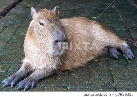 卡皮帕拉 67699323