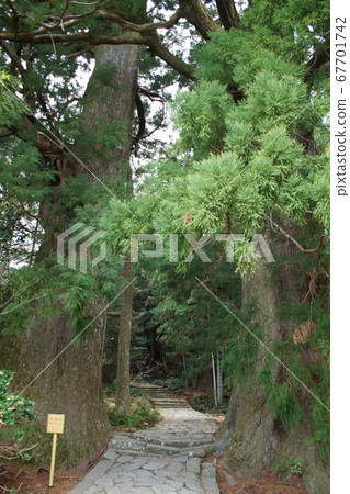 熊野古堂中平寺大坂（Meoto Sugi） 67701742