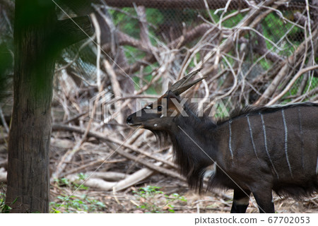 The scenery of the tragelaphus angasii or antelope walking in the zoo. The scenery of the tragelaphus angasii or antelope walking in the zoo. 67702053