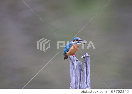 Kingfisher swallowing prey Kingfisher swallowing prey 67702243