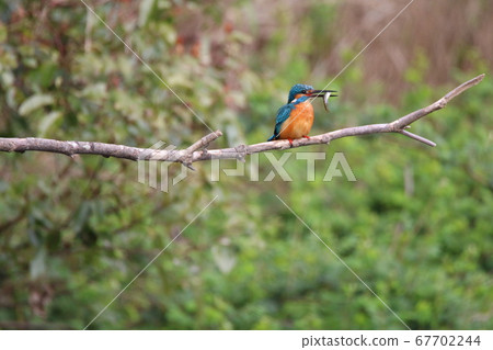 翠鳥抓住了獵物 67702244