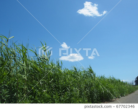 草地和夏天的天空和雲彩 67702346