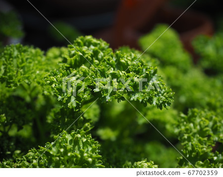 Parsley Parsley 67702359