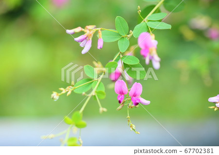 Hagi flower 67702381