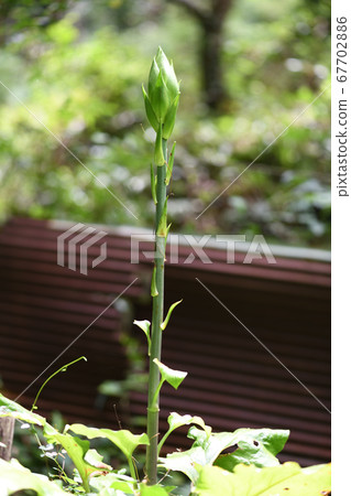 Bud of Uba Lily Bud of Uba Lily 67702886