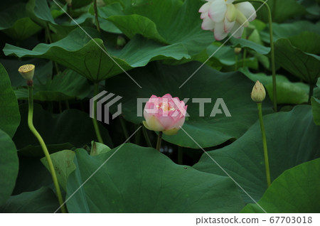 蓮花 蓮花 67703018