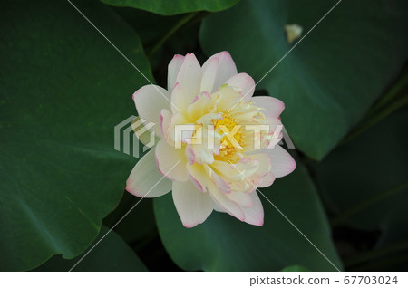 蓮花 67703024