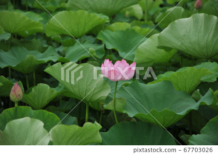 蓮花 蓮花 67703026