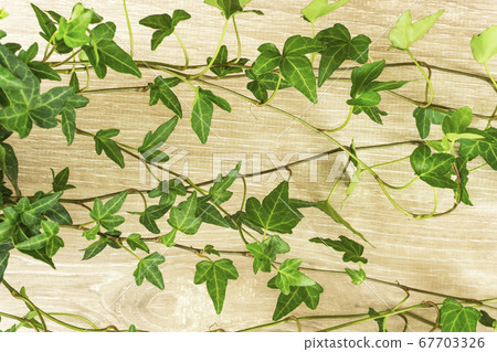 常春藤和木五穀背景材料。植物材料 67703326