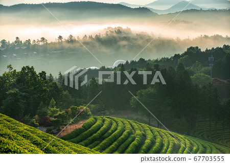 Boseong Korean Tea Garden Green Tea Rice 67703555
