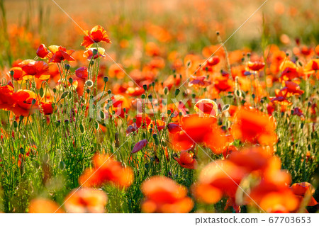 Blooming red poppies in a summer meadow Blooming red poppies in a summer meadow 67703653