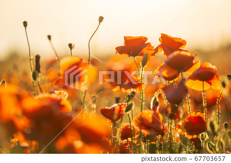 Blooming red poppies in a summer meadow Blooming red poppies in a summer meadow 67703657