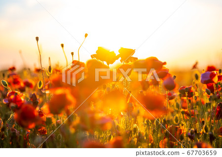 Blooming red poppies in a summer meadow Blooming red poppies in a summer meadow 67703659
