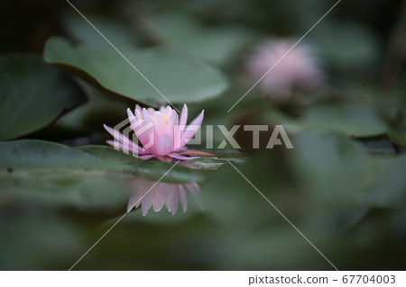 In the water lily pond In the water lily pond 67704003