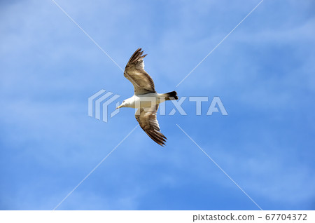 A flying seagull 67704372