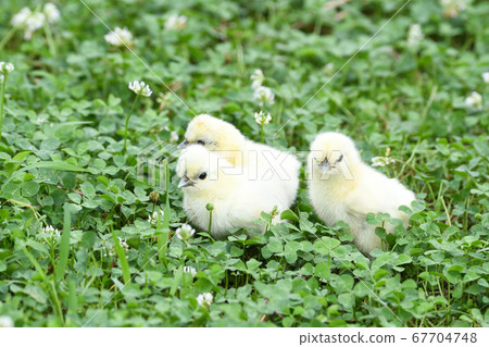 小雞在三葉草 67704748