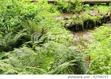 Ferns (rainy season) in Koamishiro Forest (wetland) Ferns (rainy season) in Koamishiro Forest (wetland) 67704757