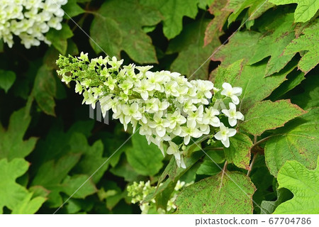 Yae Kashiwaba Hydrangea 67704786