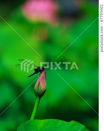 Shiokara dragonfly staying in lotus buds Shiokara dragonfly staying in lotus buds 67705002