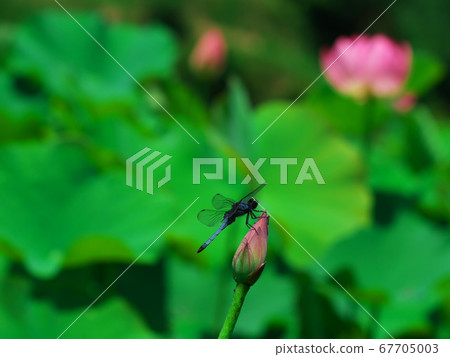 Shiokara dragonfly staying in lotus buds Shiokara dragonfly staying in lotus buds 67705003