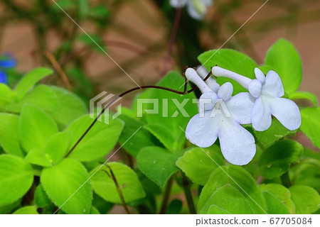 Streptocarpus 67705084