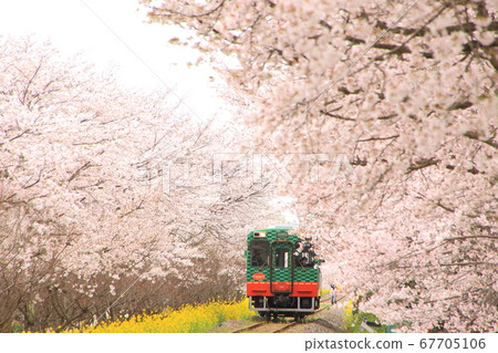 Shino Moka和Sakura Shino Moka和Sakura 67705106