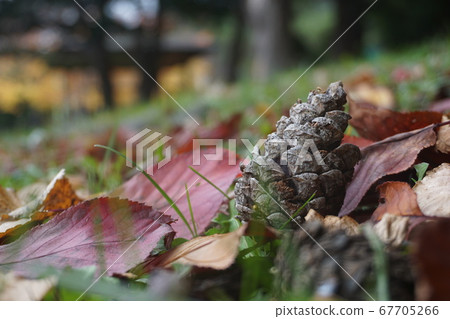 Pine cone buried in autumn leaves Pine cone buried in autumn leaves 67705266