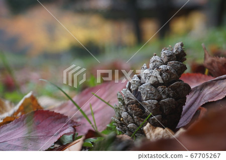 Pine cone buried in autumn leaves Pine cone buried in autumn leaves 67705267