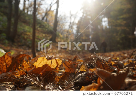 Looking up at the forest from the fallen leaves Looking up at the forest from the fallen leaves 67705271