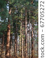 Pine tree bathing in the sunset 67705272