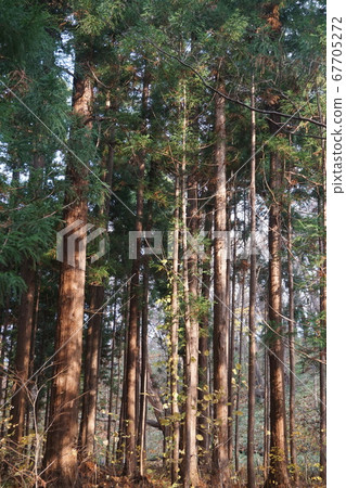 Pine tree bathing in the sunset Pine tree bathing in the sunset 67705272