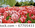 Many tulips blooming in the green 67705433