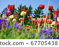 Many tulips blooming in the green 67705438