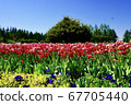 Many tulips blooming in the green 67705440