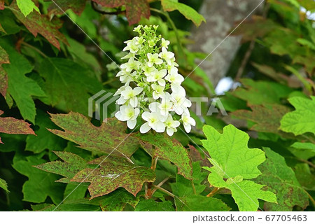 Yae Kashiwaba繡球花 Yae Kashiwaba繡球花 67705463