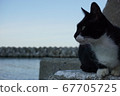 Cat relaxing with Tetrapod 67705725